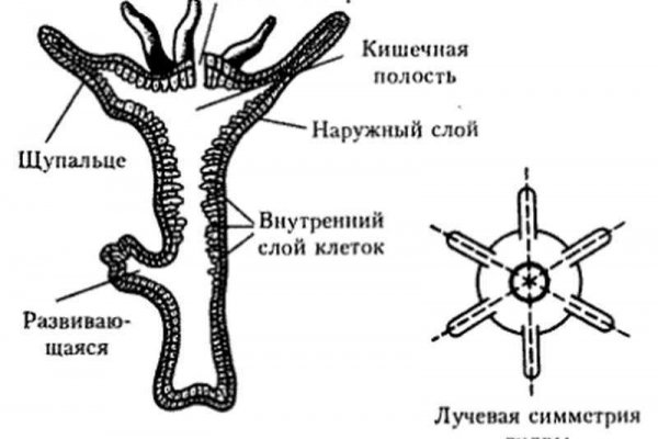 Omg не работает