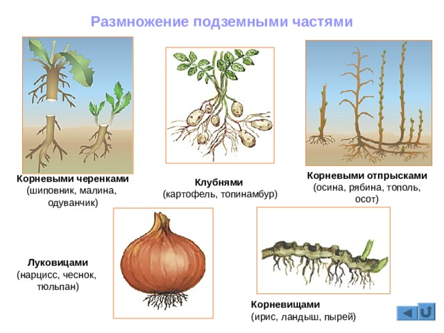 Вывести деньги с омг